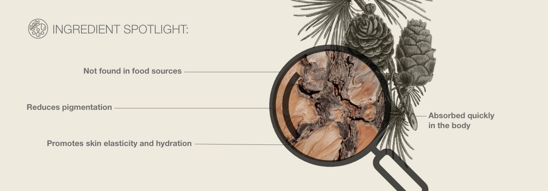 Ingredient Spotlight: Pine Bark Extract