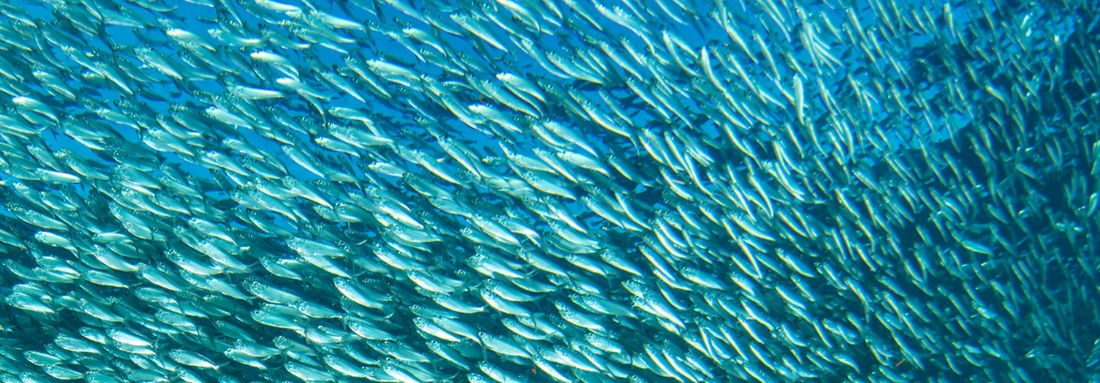 Omega 3 Supplements: What to look for and why